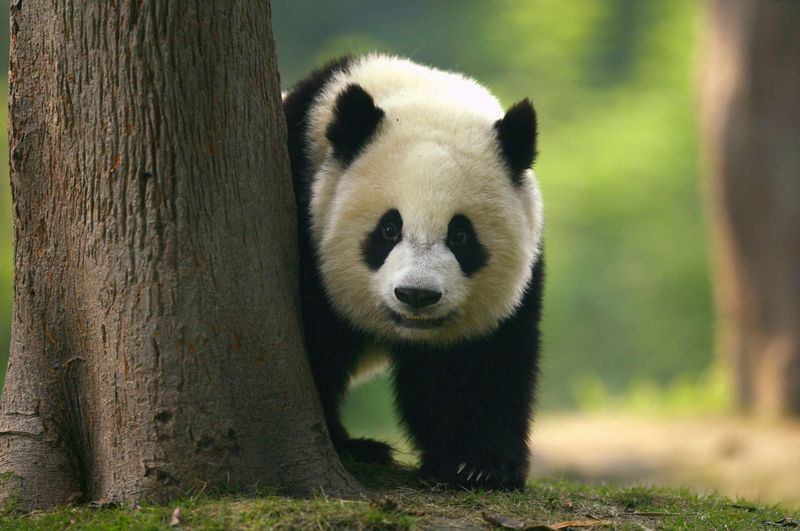 Giant Panda