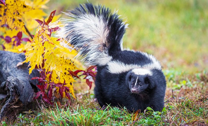 Skunk