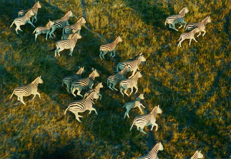 Zebras: The Striped Marathon Runners
