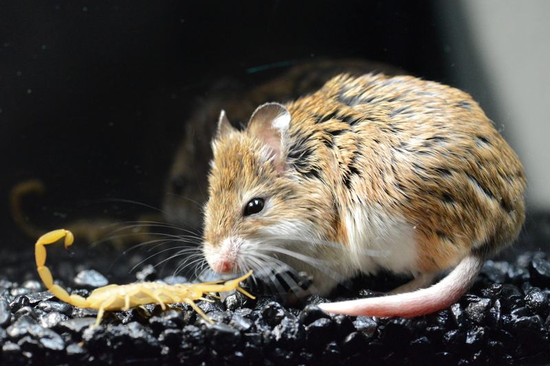 Southern Grasshopper Mice: The Carnivorous Howlers