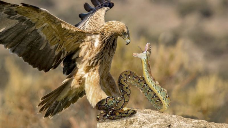 Eagles: Supreme Aerial Hunters