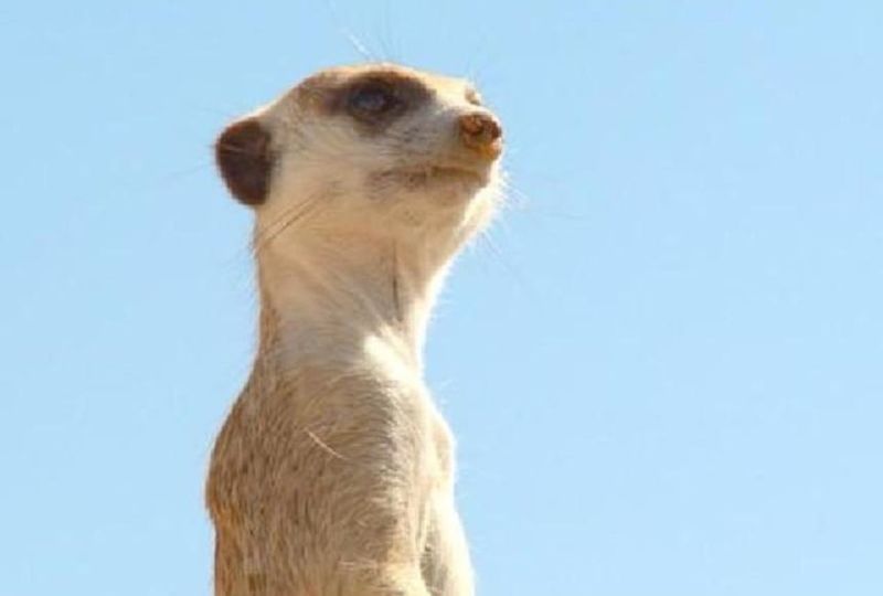 Meerkat's Lookout System