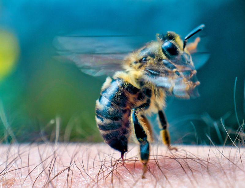 Honey Bee