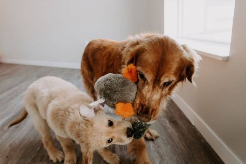 Allow The Older Dog To Correct