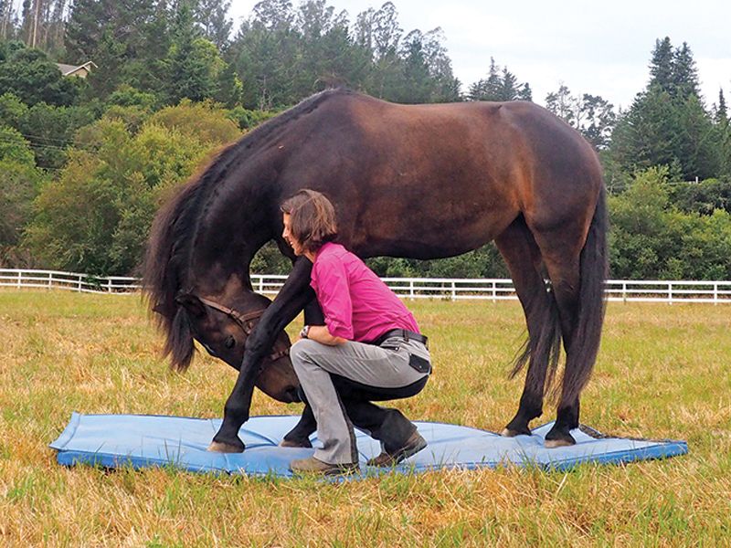 Yoga And Stretching Exercises For Horses