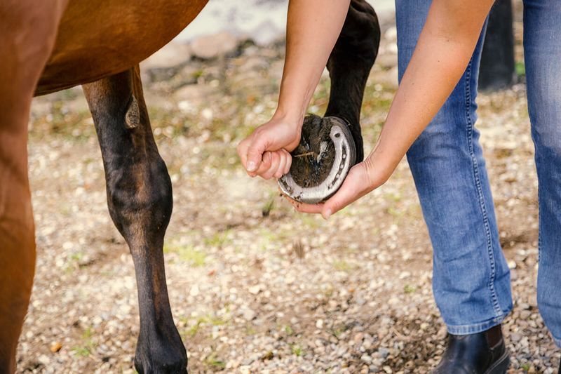 Proper Hoof Care