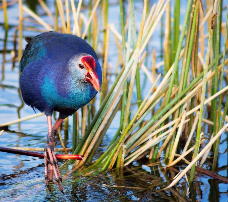 Purple Swamphen