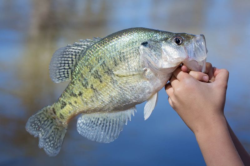 Lake Okeechobee's Disappearing Crappie