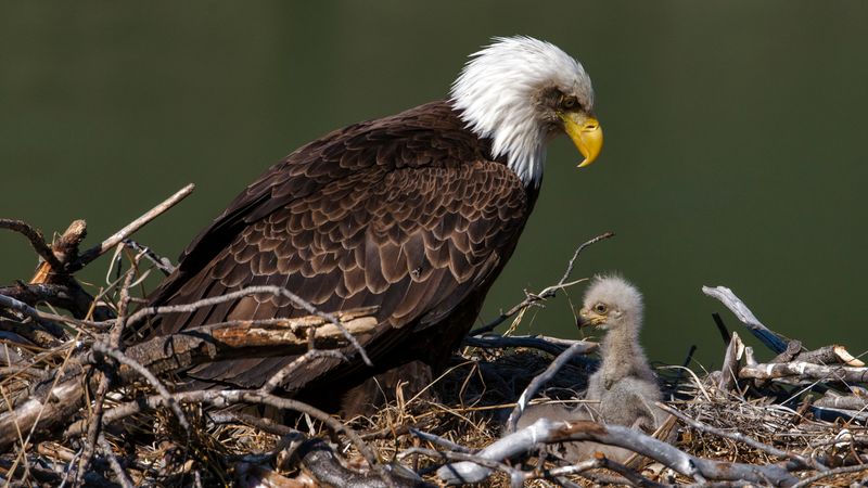 Endangered Status