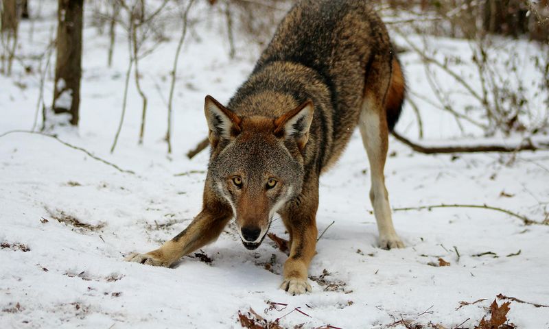 Larger Territory Defense
