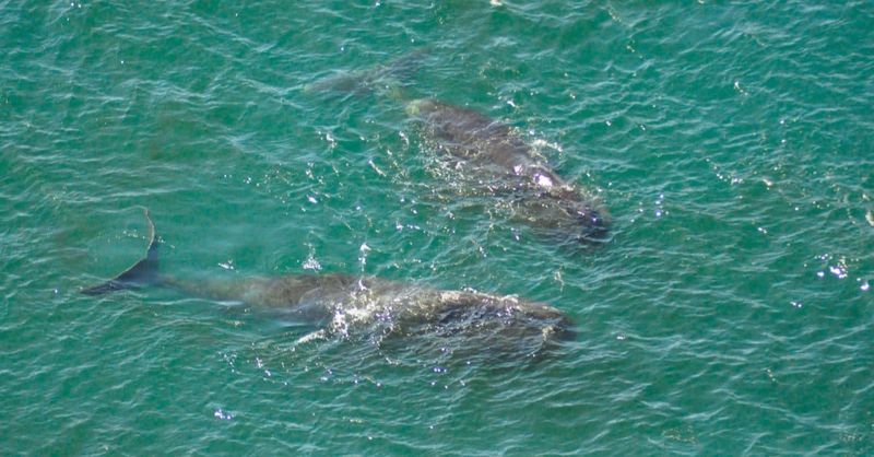 Cetaceans