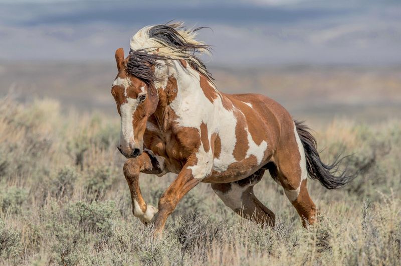 Colorado's Memory Of Sandwash Basin Mustangs