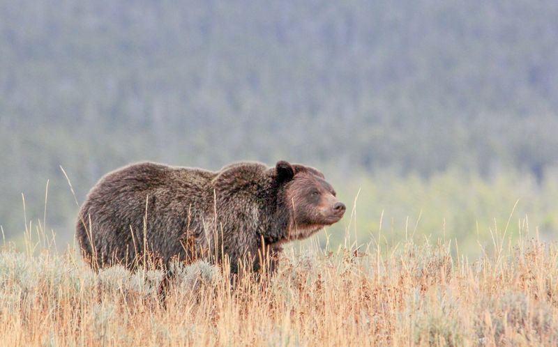Idaho
