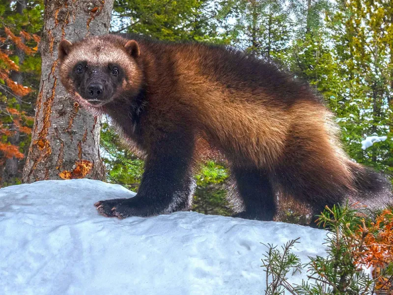 Idaho's Wilderness Revival