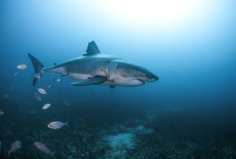 Neptune Islands, Australia - Natural Habitat