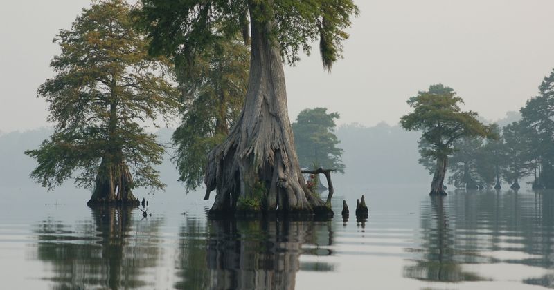 Great Dismal Swamp