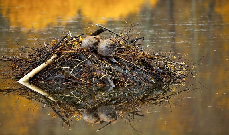 Beaver Lodges: Nature's Log Cabins