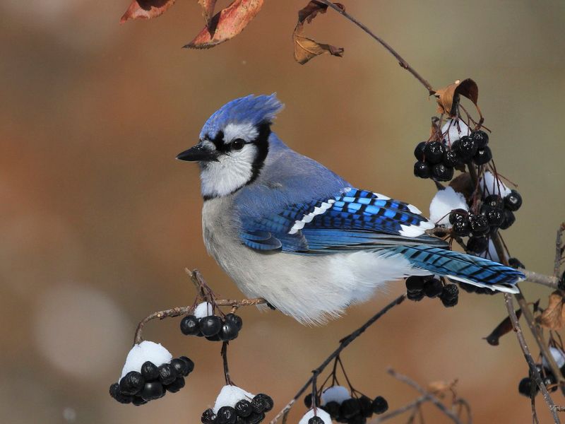 Sunlight-Sensitive Blue Jays