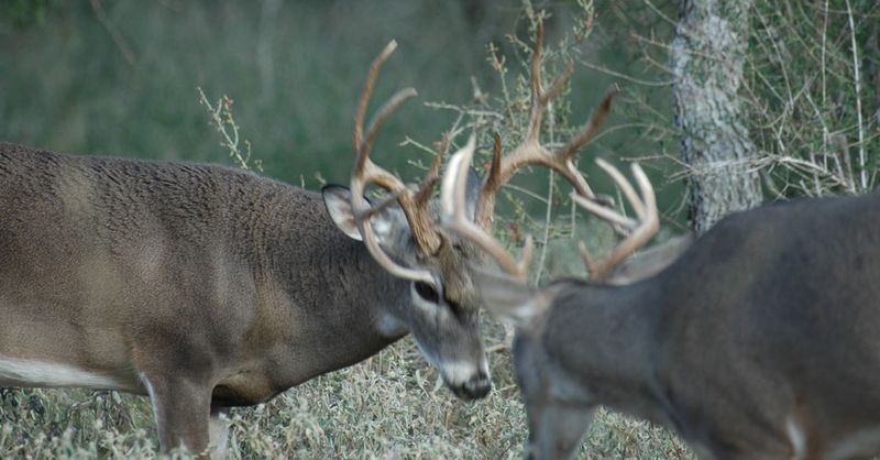 Antler Rattling Techniques