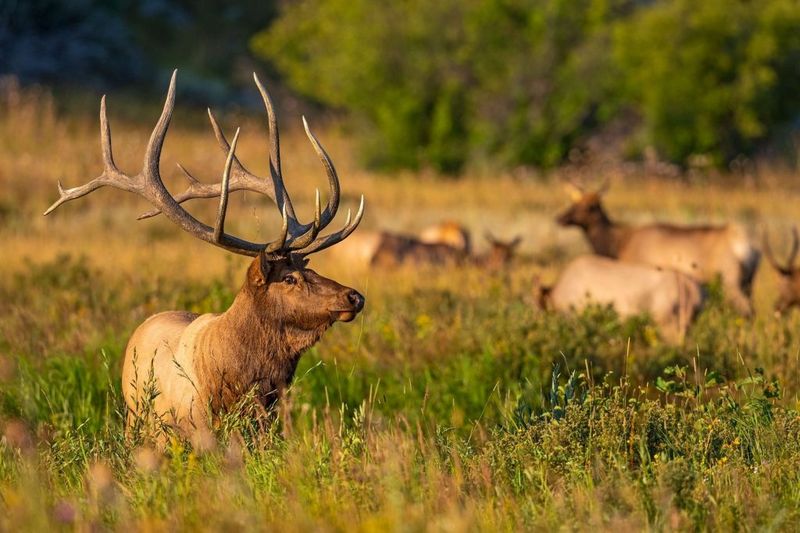 Elk