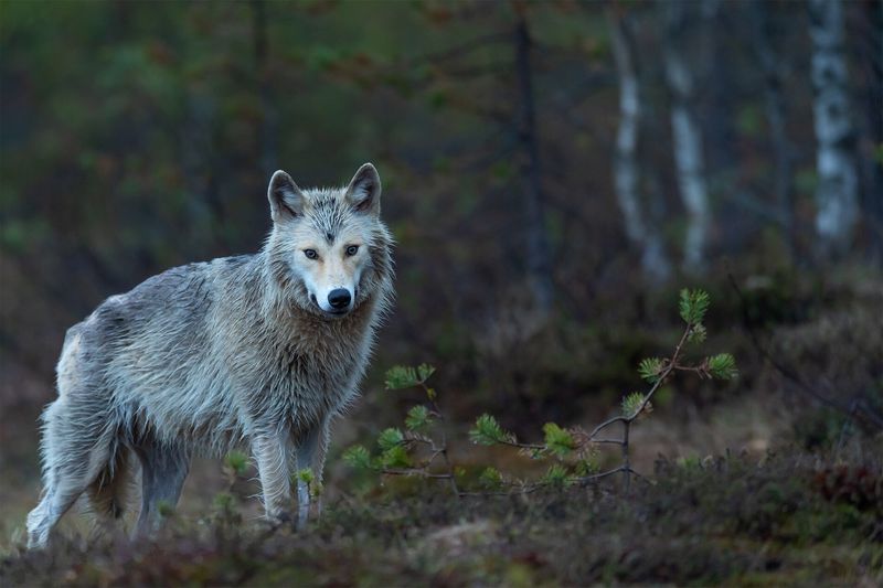 Gray Wolves