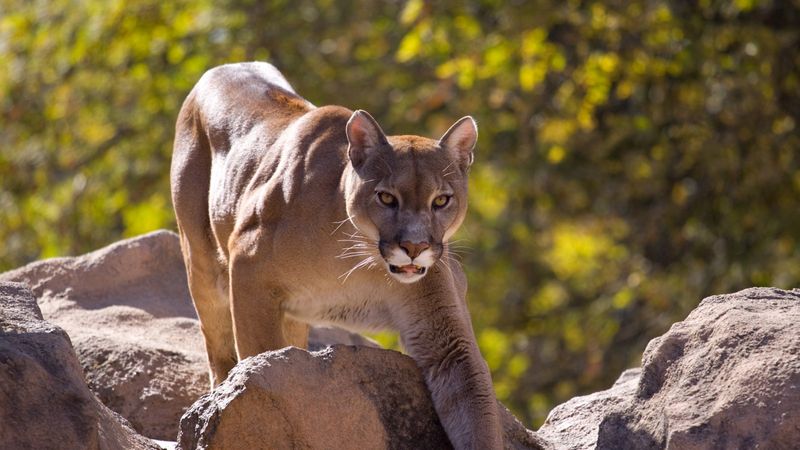 Mountain Lion