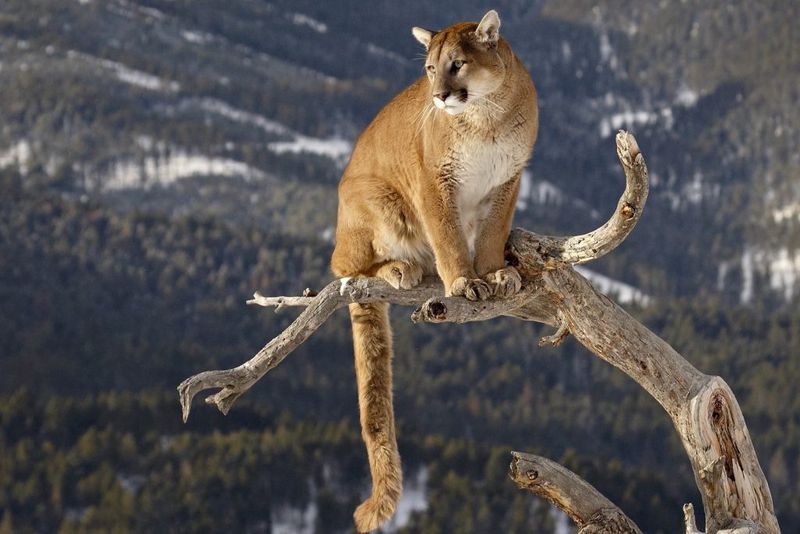 Cougar