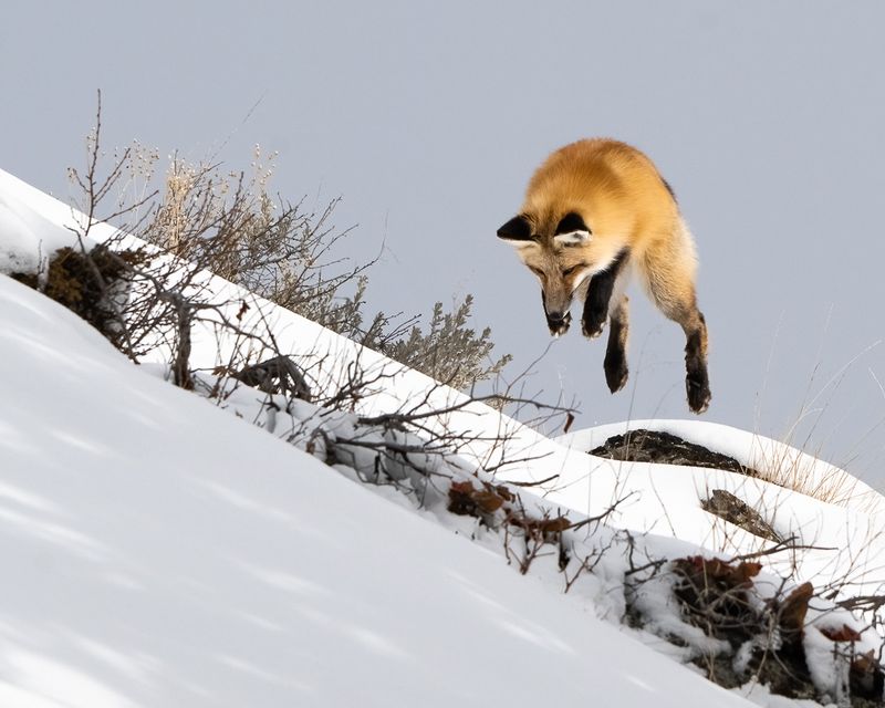 Red Foxes