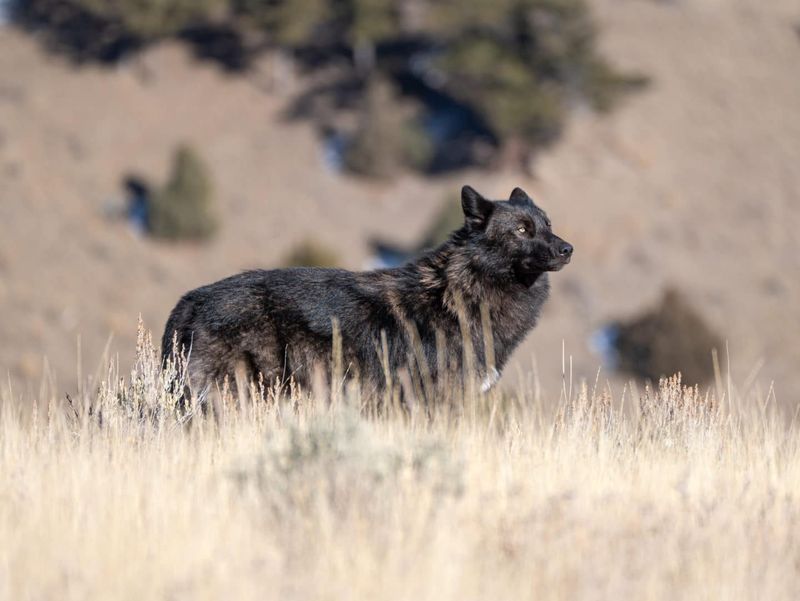 Wolves