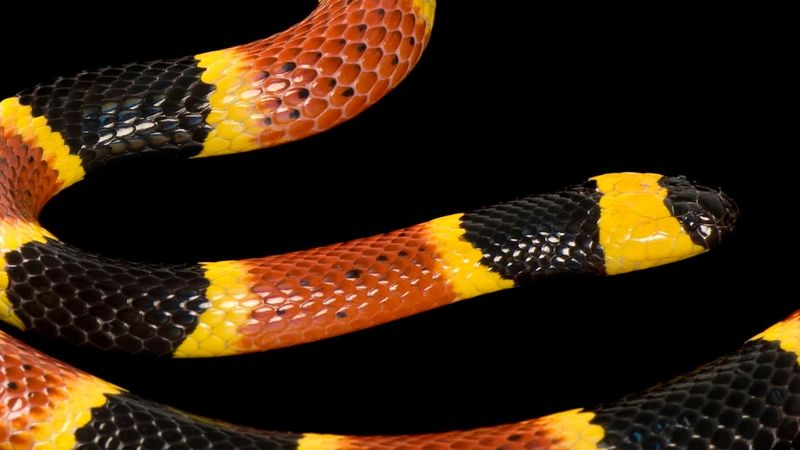 Coral Snakes