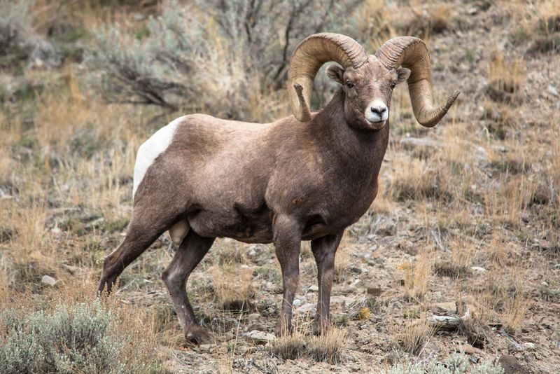Bighorn Sheep On Rocky Slopes