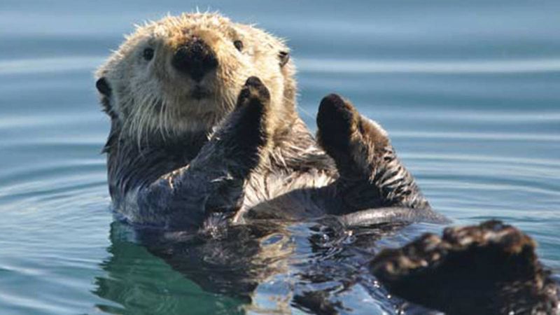 Sea Otters At Channel Islands