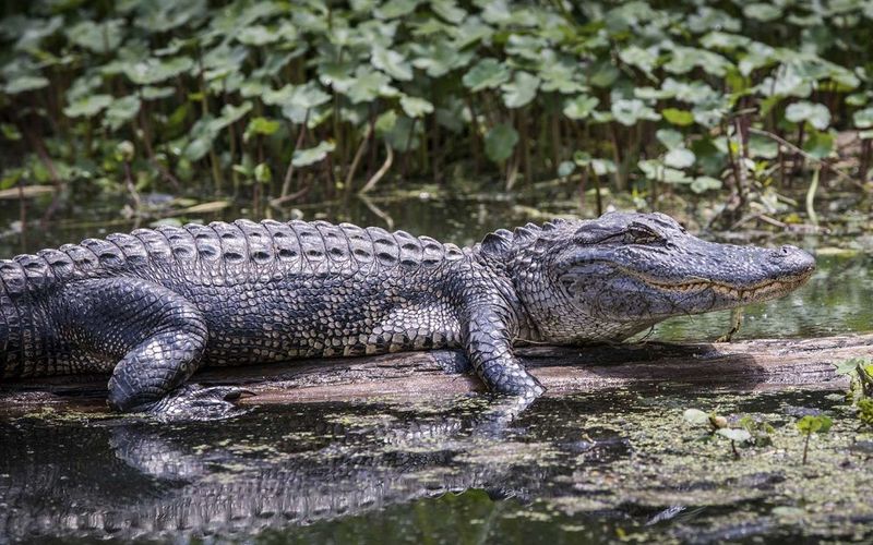 Alligators In Everglades