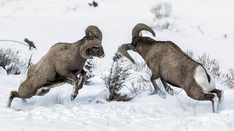 Bighorn Sheep Battling On Cliffs