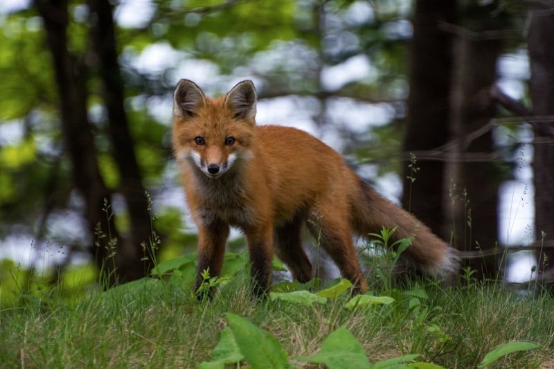 Red Fox