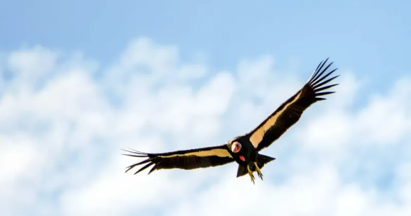 California Condor