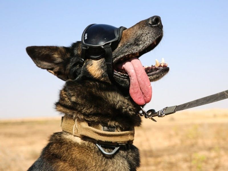 Casualty Detection Specialists