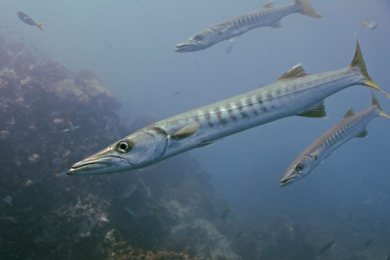 Barracuda: Lightning-Fast But Misunderstood