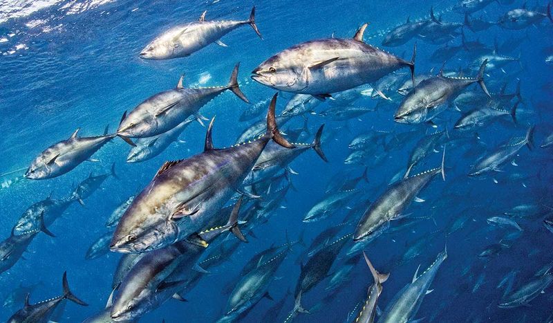 Bluefin Tuna
