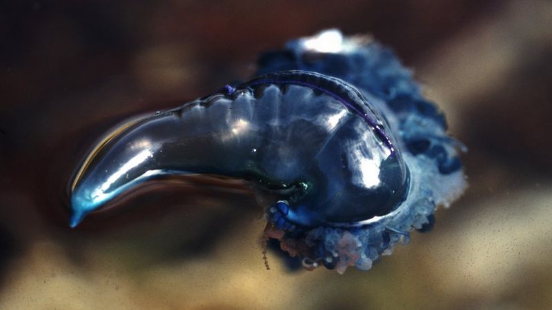 Bluebottle: The Beach Party Crasher