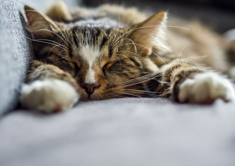 Decreased Stress And Noise Levels