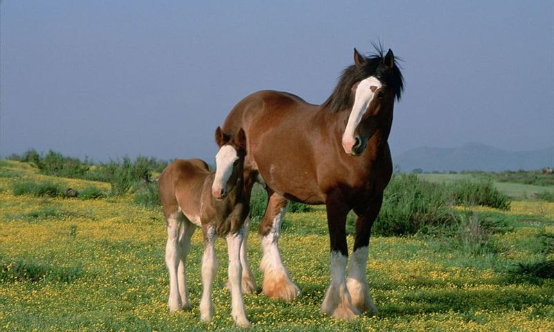 Clydesdale