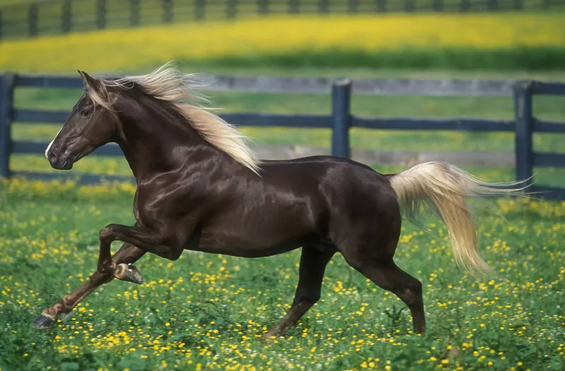 Rocky Mountain Horses: Chocolate Gaited Delights