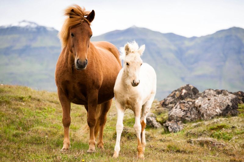 Icelandic Horse: Viking Reliability