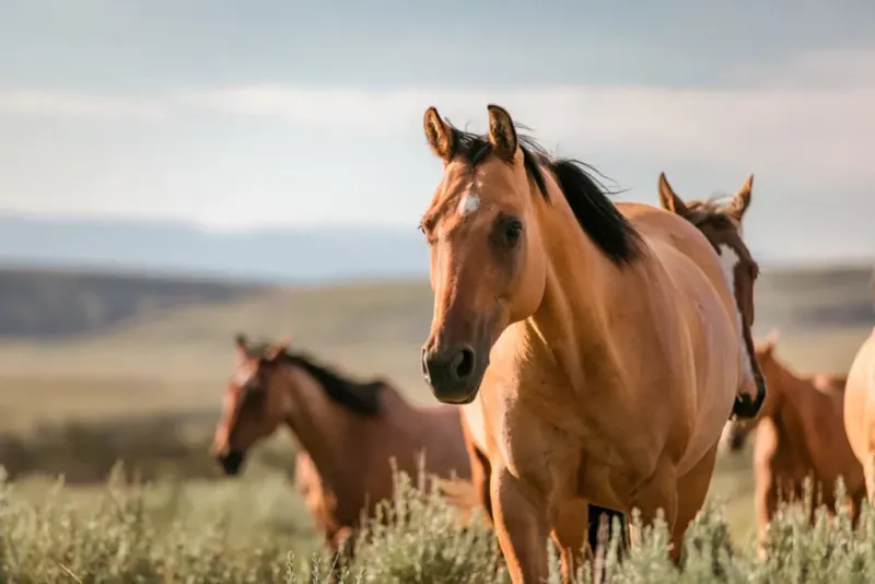 Quarter Horse: Gentle Giant