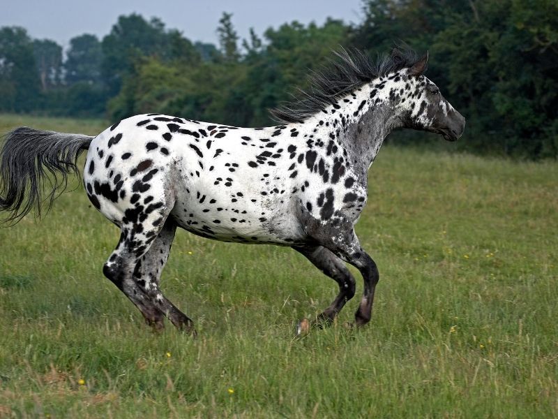 Appaloosa: Spotted Beauty With Native Roots