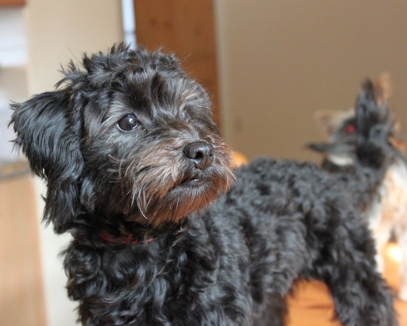 Yorkie-Poo: Hypoallergenic Charm