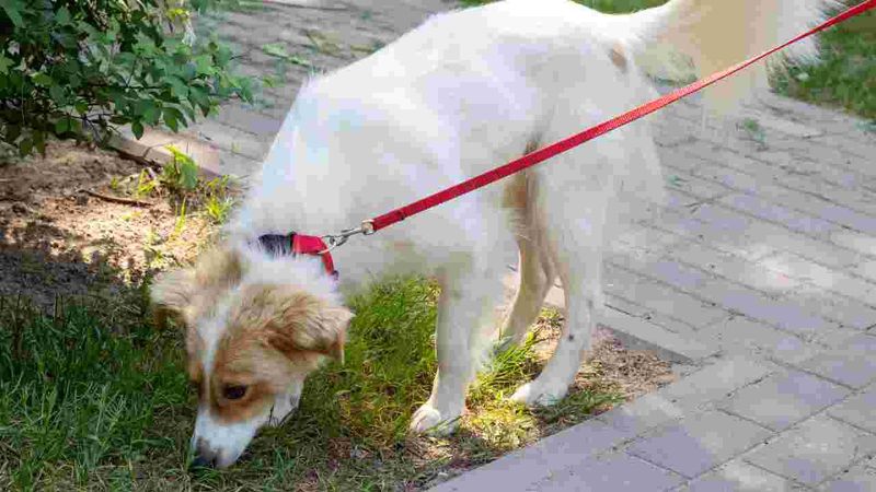 Sniffing Adventures