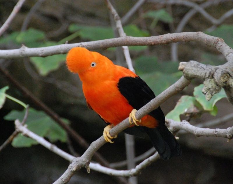 Sacred Bird Status