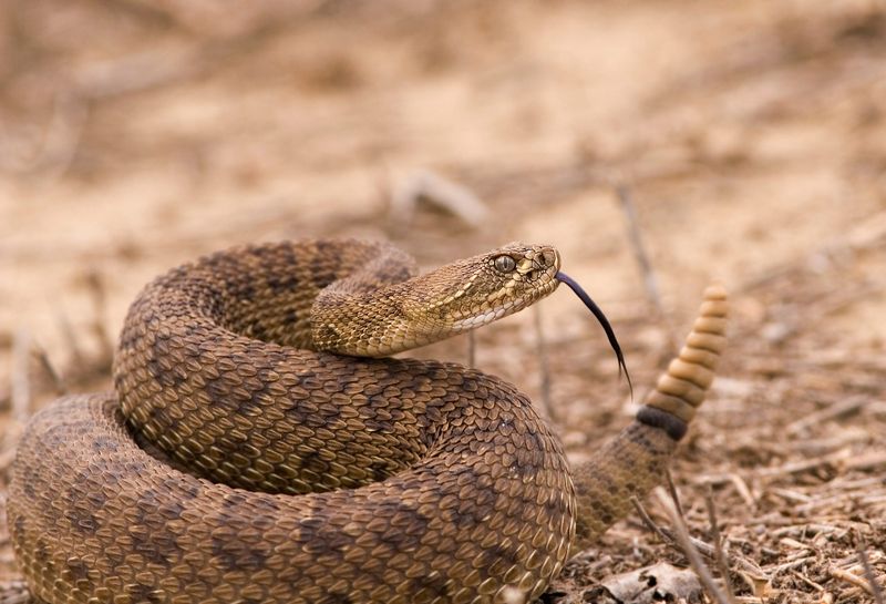 Temperature-Dependent Creatures
